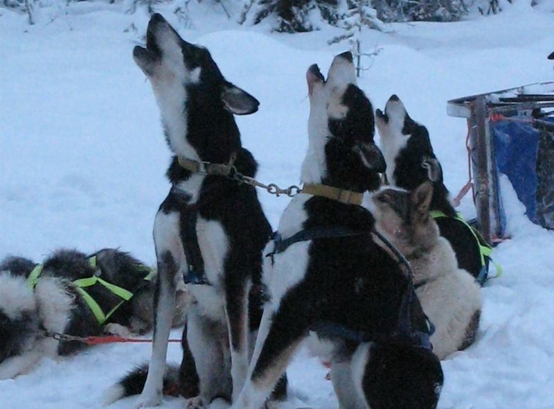 Finland Husky